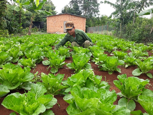 Mô hình trồng rau của ông Ngô Văn Sơn, hội viên nông dân Chi hội thôn Mới (xã Hòa Hiệp). 