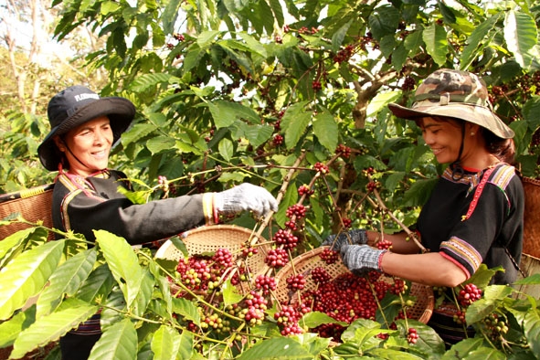 Người dân buôn Ko Tam (xã Ea Tu) chú trọng áp dụng khoa học kỹ thuật trong chăm sóc, thu hái cà phê bảo đảm chất lượng, hiệu quả.  