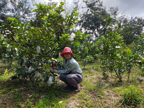 Chị Phạm Thị Thơm trong vườn cây ăn trái của gia đình.