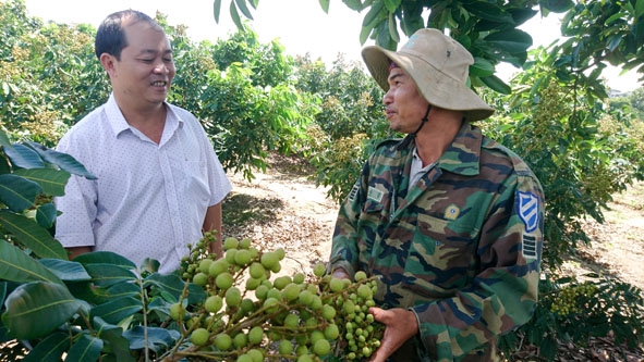 Ông Võ Văn Thắng (bên phải) chia sẻ niềm vui khi mô hình trồng nhãn của gia đình mang lại hiệu quả kinh tế cao.
