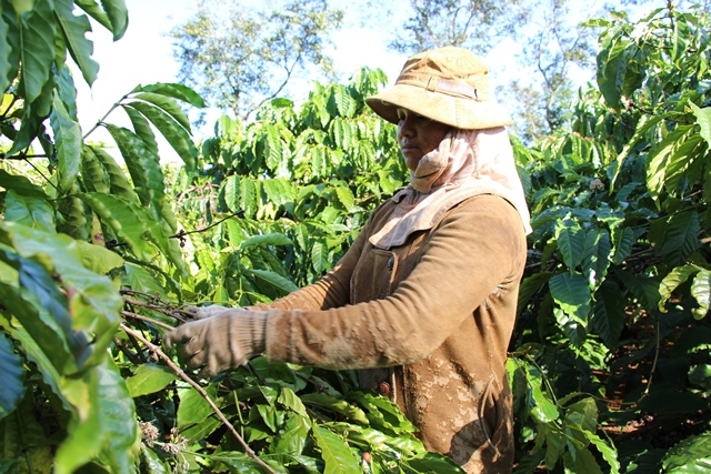 Người dân Krông Pắc thu hoạch cà phê