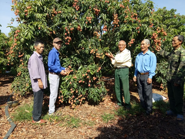 Hội Cựu TNXP huyện M'Đrắk tổ chức  cho hội viên tham quan  mô hình  trồng cây  ăn quả tại xã  Ea Pil.   