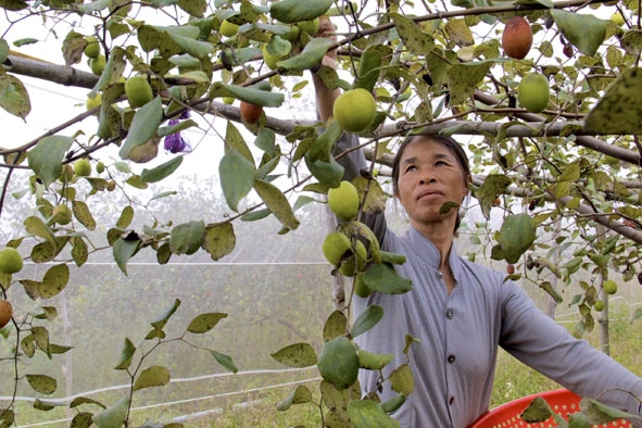 Bà Đỗ Thị Lương thu hoạch táo.  