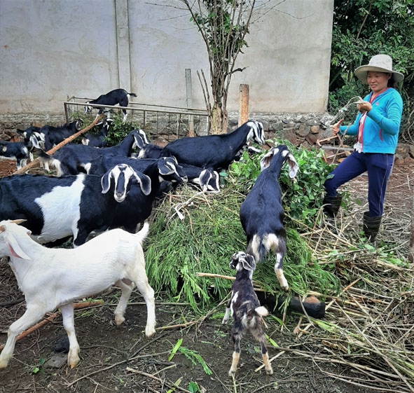 Chị Ngô  Thị Hà chăm sóc đàn dê  của  gia đình. 