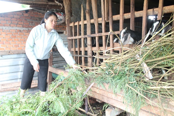 Chị Ngô Thị Hà (thôn 2B, xã Ea Siên) chăm sóc đàn dê chuẩn bị xuất bán.  