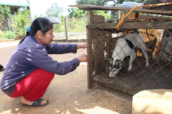 Người dân thôn Đắk Hà Đông (xã Cư Dliê Mnông, huyện Cư M’gar) nhốt chó vào chuồng để chống bắt trộm. 