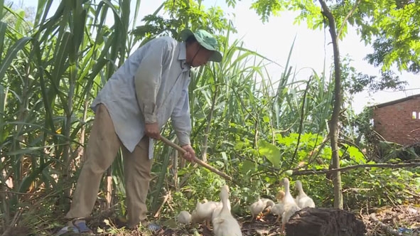 Ông Y Sinh Niê ở buôn Phao (xã Cư M'ta, huyện M'Đrắk) chuyên tâm trồng trọt, chăn nuôi phát triển kinh tế. Ả