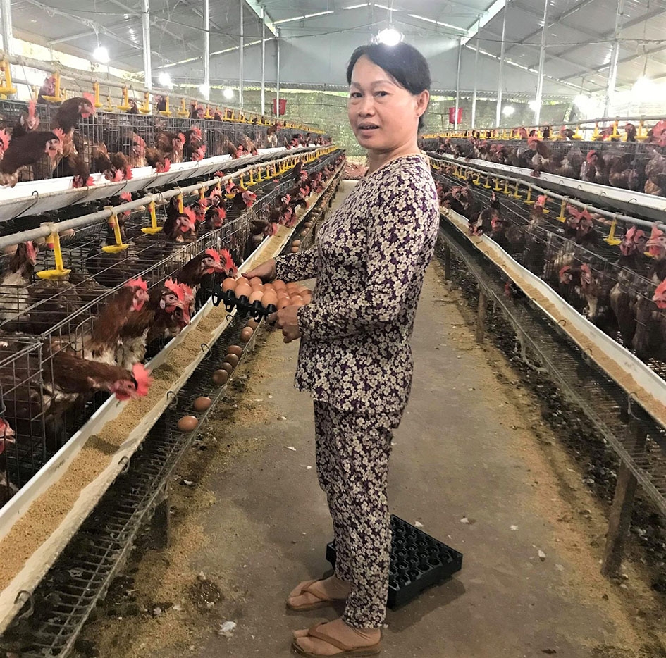 Trang trại nuôi gà lấy trứng của gia đình ông Nguyễn Đức Thanh. 