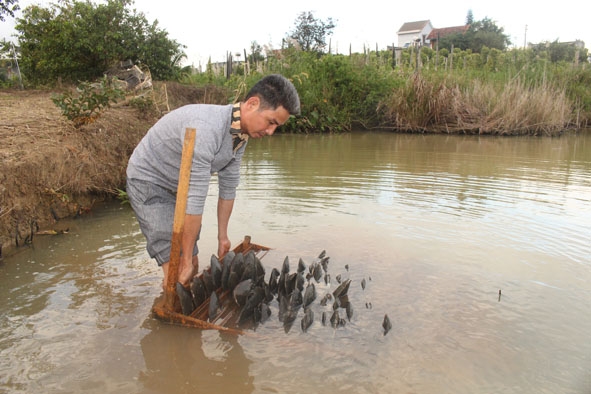 Anh Nghiêm Quang Tuấn (huyện M'Đrắk) điều chỉnh giàn cố định nuôi dưỡng trai vừa cấy nhân trong ao. 