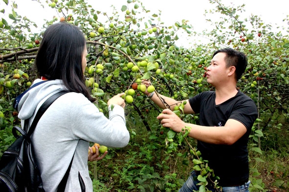 Anh Dương Đức Kiên giới thiệu vườn táo với khách tham quan.