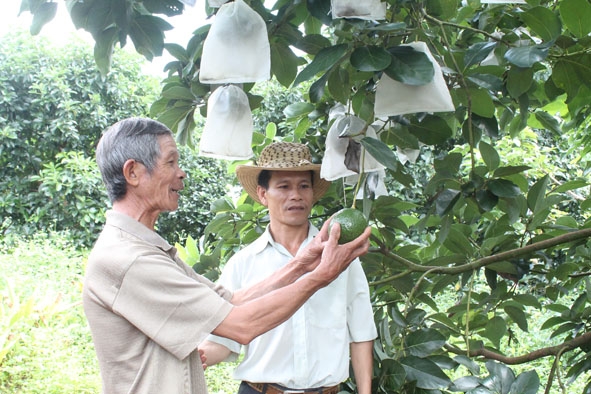 Nông dân phường An Bình, thị xã Buôn Hồ  phát triển kinh tế từ mô hình trồng bơ booth.  