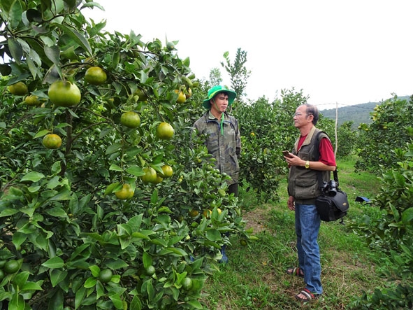 Anh Quách Xuân Túc (bên trái) giới thiệu với khách tham quan về vườn cây của gia đình.   