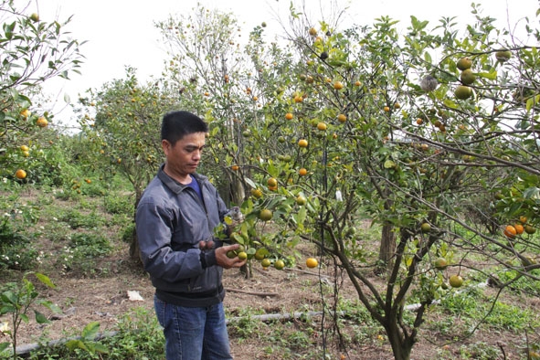 Vườn quýt của thành viên HTX Nông nghiệp - Thương mại - Dịch vụ - Vận tải Thành Công đang cho thu hoạch trước Tết Nguyên đán.
