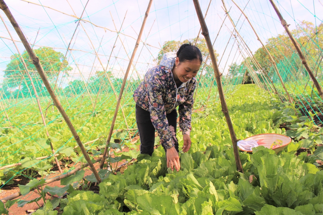 Vườn rau chuẩn bị thu hoạch của gia đình chị Nguyễn Thị Tươi (xã Ea Kuếh, huyện Cư Mgar). Ảnh: T.Linh