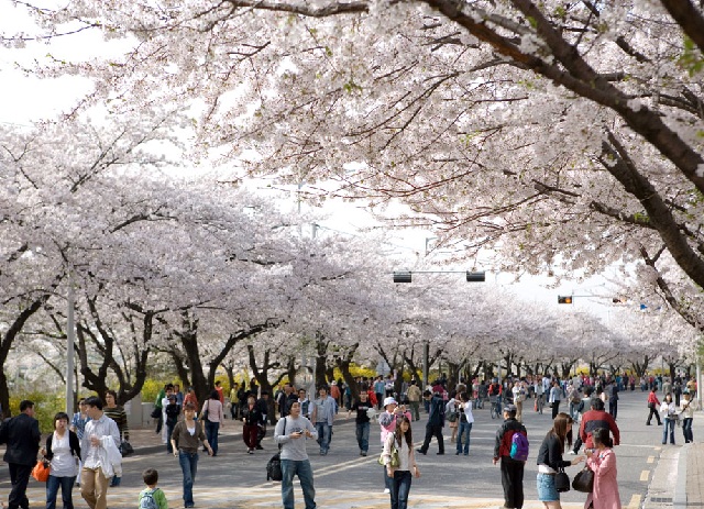 Du khách thưởng ngoạn mùa hoa anh đào tại Seoul.
