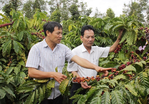 Chủ tịch HĐQT kiêm Giám đốc HTX Tiến Thành Trần Xuân Phái (bên trái) giới thiệu về quy trình canh tác cà phê TR4 của HTX. 
