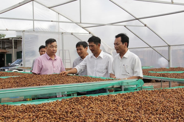 Cà phê chế biến theo phương pháp Honey tại HTX Tiến Thành.