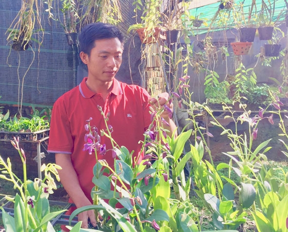 Gia đình anh Phan Đình Sỹ có thu nhập ổn định nhờ trồng hoa lan.