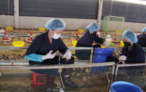 Công nhân trang trại của ông Tô Thanh Mẫn (xã Hòa Thuận, TP. Buôn Ma Thuột) tiêm vắc xin phòng bệnh cho đàn gà. 