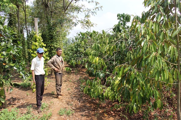 Vườn cà phê cảnh quan bền vững của nông dân huyện Krông Năng.  