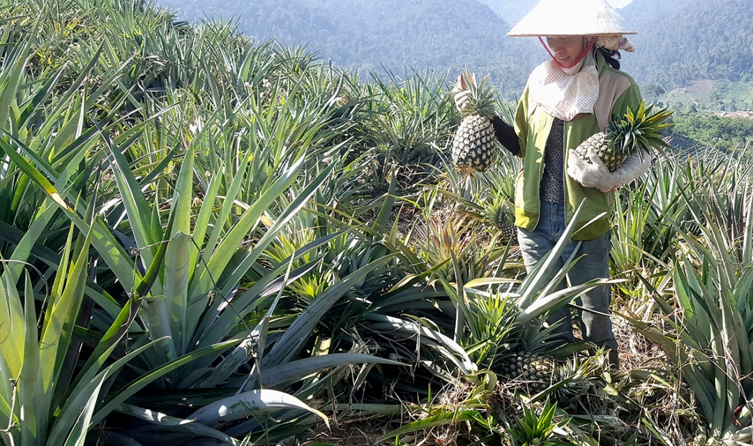 Vườn dứa lên đến 15 ha của gia đình chị Trần Thị Hằng ở thôn 1, xã Cư Drăm đang bước vào thời kỳ thu hoạch.