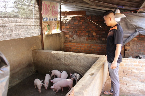 Anh Phạm Văn Điệp (xã Ea Bhốk, huyện Cư Kuin) mua cả heo nhỏ để tái đàn. 