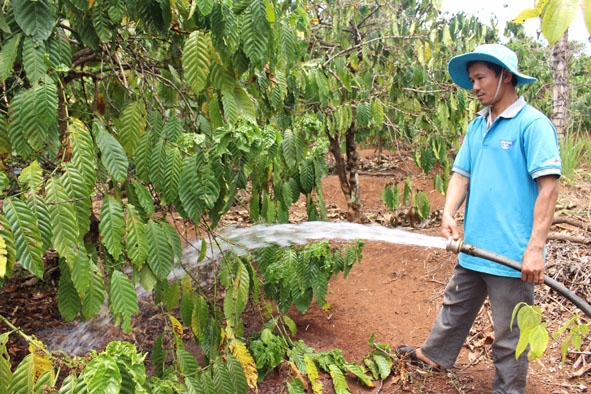 Vườn cà phê của ông Trần Quang Khải (buôn Ea Kring, xã Ea Sin) vẫn bảo đảm nước tưới giữa mùa khô nhờ có mô hình tích trữ nước. 