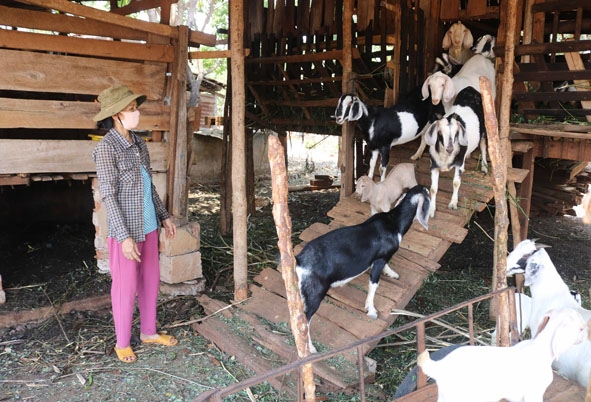Đàn dê  của gia đình bà Nguyễn  Thị Thơm (thôn 4,  xã Cư Suê)  có được nhờ nguồn vốn vay của  Ngân hàng Chính sách  xã hội huyện. 