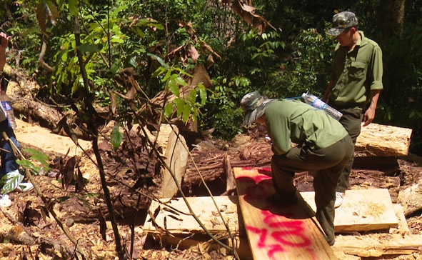 Lực lượng giữ rừng Công ty TNHH MTV Lâm nghiệp Krông Bông kiểm tra hiện trường một cây pơ mu bị cưa hạ trái pháp luật. 