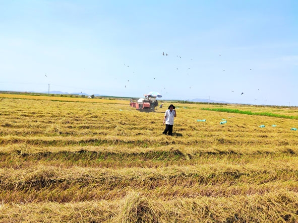 Máy gặt đập liên hợp được sử dụng trên cánh đồng tại xã Ya Tờ Mốt, huyện Ea Súp. 