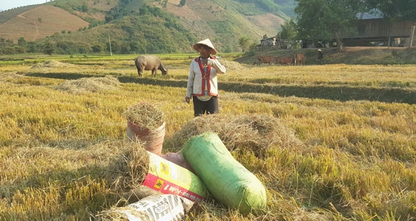 Ông Ama Ngơn ở buôn Tul (xã Yang Mao) thu gom rơm để tích trữ làm thức ăn cho đàn trâu, bò.  
