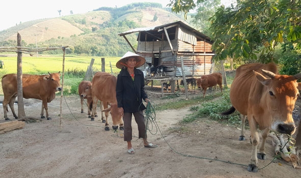 Amí Lem ở buôn Tul (xã Yang Mao) mỗi năm có thu nhập hàng chục triệu đồng từ chăn nuôi.