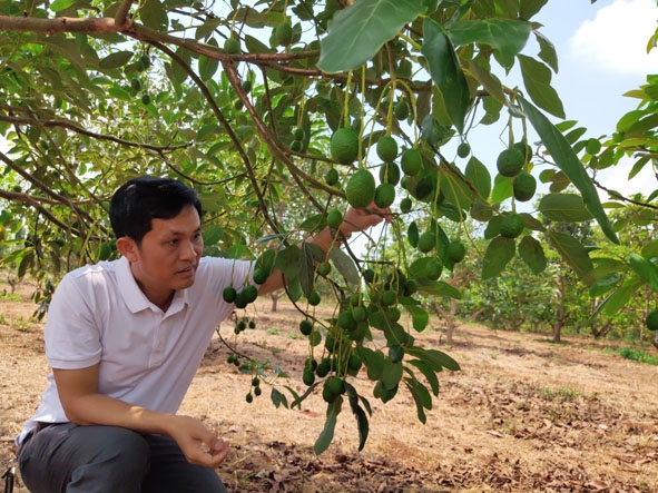 Vườn bơ Hass  sai trĩu quả  của Công ty TNHH Trịnh Mười. 
