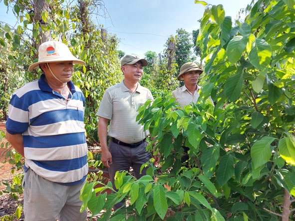 Anh Tạ Ngọc Kiều (giữa) và người dân tham quan một mô hình trồng xen canh,  tưới nhỏ giọt trong thôn.  