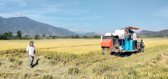 Nông dân thôn 5 (xã Hòa Phong) thu hoạch lúa vụ đông xuân 2019 - 2020.   