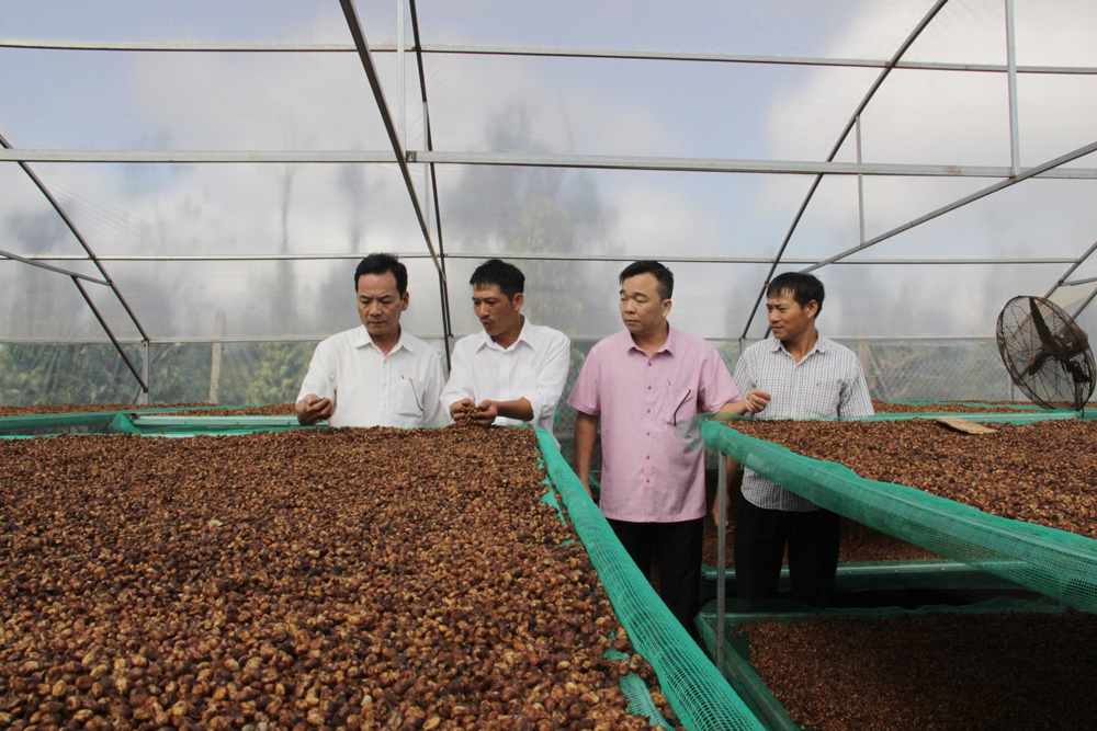 Sản xuất cà phê chất lượng cao tại HTX Nông nghiệp bền vững và dịch vụ Tiến Thành (huyện Cư M’gar)