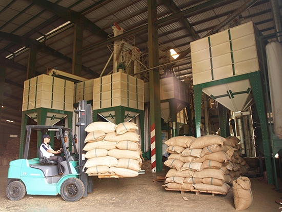 Xưởng sản xuất cà phê xuất khẩu của Công ty TNHH MTV Xuất nhập khẩu 2-9 Đắk Lắk. Ảnh minh họa: Đỗ Lan