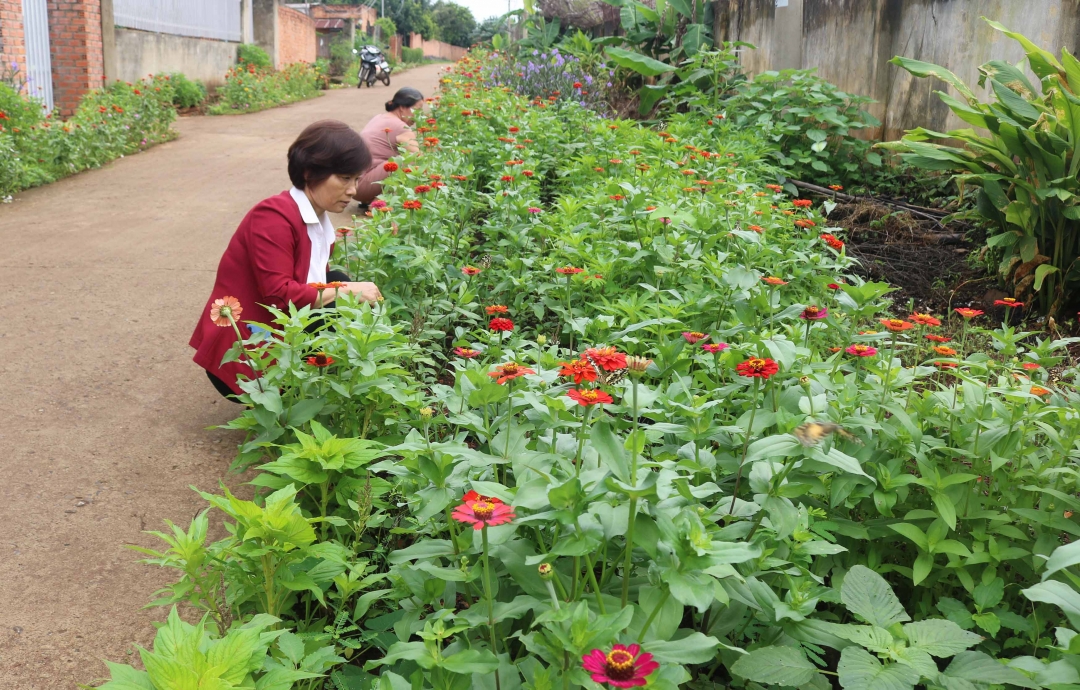 Chị Trần  Thị Khanh cùng hội viên chăm sóc  con đường hoa của  chi hội. 