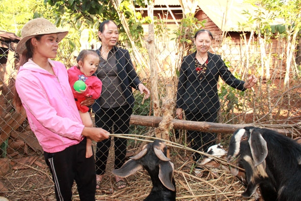 Hội viên phụ nữ dân tộc thiểu số buôn Ju (xã Ea Tu, TP. Buôn Ma Thuột) được hỗ trợ con giống phát triển sản xuất. 