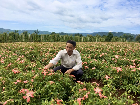 Cán bộ Hội Nông dân xã Đắk Nuê thăm mô hình trồng sâm bố chính của người dân trên địa bàn xã.