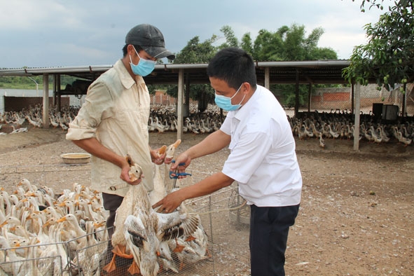 Thực hiện tiêm phòng cúm gia cầm tại xã Ea Hu (huyện Cư Kuin).