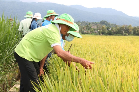 Nông dân tham quan mô hình giống lúa TBR97 ở xã Khuê Ngọc Điền (huyện Krông Bông). 