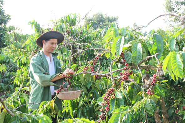 Vườn cà phê canh tác theo hướng hữu cơ của nông dân xã Ea Kao (TP. Buôn Ma Thuột). 