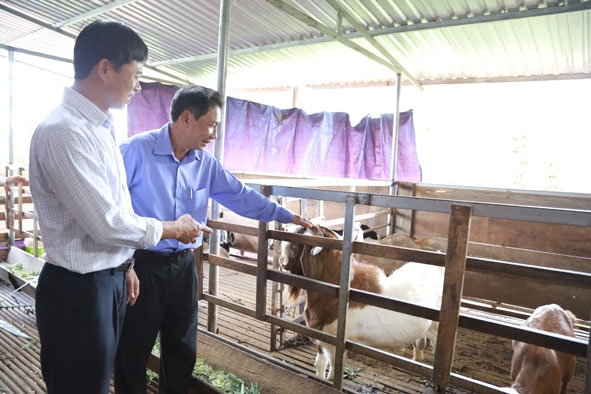 Hội Nông dân huyện Cư Kuin tham quan mô hình nuôi dê theo hướng liên kết hộ gia đình ở xã Ea Ning. 
