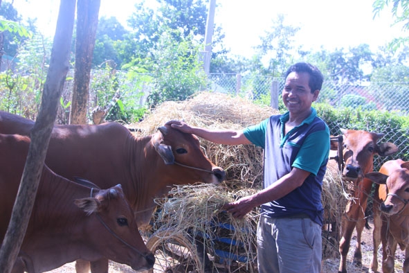 Anh Y Lul Niê (trú buôn Trấp, thị trấn Buôn Trấp) sử dụng nguồn vốn ưu đãi để đầu tư chăn nuôi bò. 