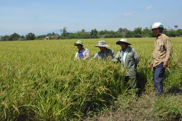 Nông dân xã Cư Ni liên kết sản xuất lúa với Công ty TNHH MTV Cà phê 721.  