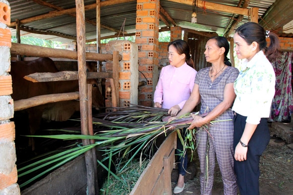 Gia đình chị Nguyễn thị Tuyến (giữa), hội viên Chi hội phụ nữ thôn 4 được hỗ trợ vốn từ heo đất tiết kiệm để nuôi bò sinh sản.