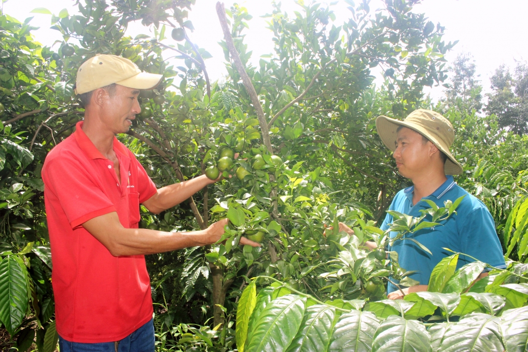 Anh Nguyễn Văn Phúc (bên trái) cùng anh Trần Văn Tâm trao đổi kinh nghiệm chăm sóc cây ăn quả. 								                     Ảnh: T.Thủy