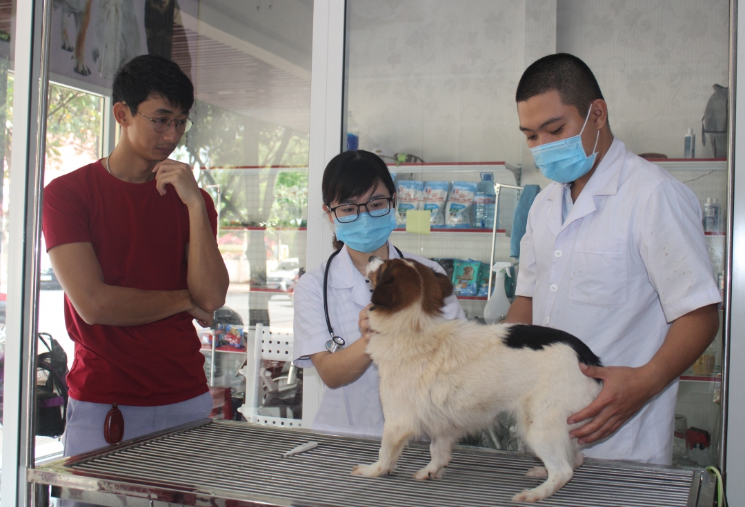 Anh Nguyễn Hoàng Phát (bìa trái) theo dõi việc khám bệnh cho chú chó vừa được giải cứu. Ảnh: H. Diệu