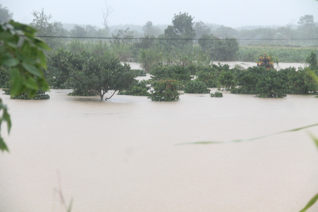 Nhiều diện tích cây trồng ở xã Cư Elang (huyện Ea Kar) bị ngập. Ảnh: Thuận Nguyễn